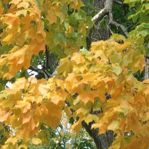 Érable Noir, Acer nigrum (Black maple)