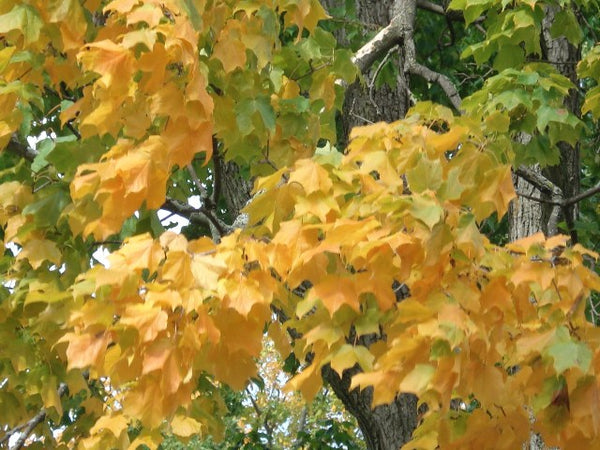 Érable Noir, Acer nigrum (Black maple)