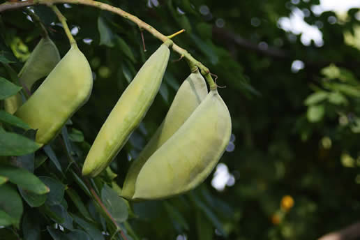 Chicot du Canada, Gymnocladus dioicus, (Kentucky Coffeetree)