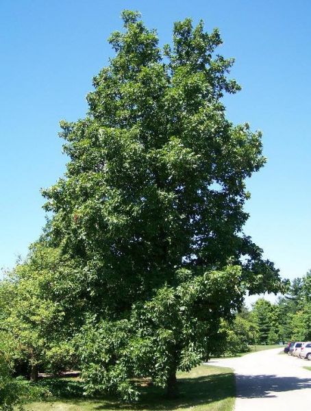 Caryer tomenteux, Carya tomentosa, (Mockernut Hickory)