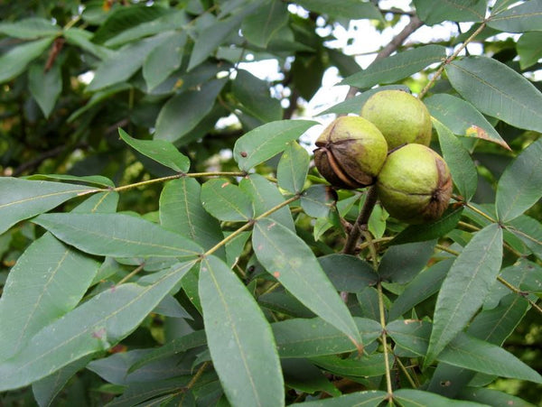 Caryer tomenteux, Carya tomentosa, (Mockernut Hickory)