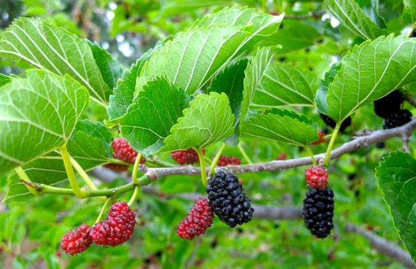 Mûrier rouge, Morus Rubra, (Red Mulberry)