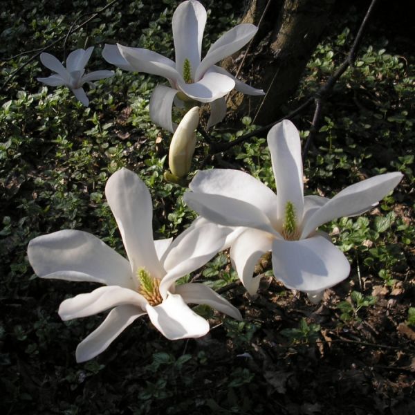 Magnolia de Kobé, Magnolia Kobus