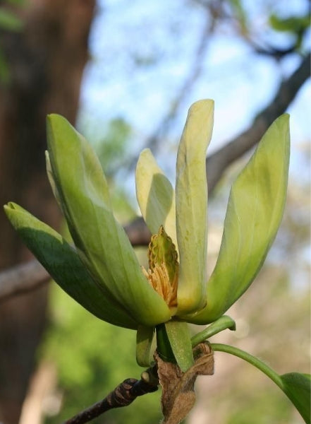 Magnolia acuminé, Magnolia accuminata, (Cucumber Tree)