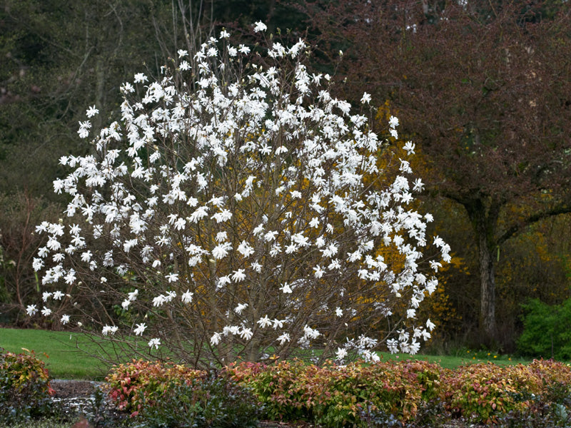 Ornamental trees and shrubs