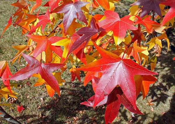 Copalme d'Amérique, Liquidambar styraciflua (Sweetgum)