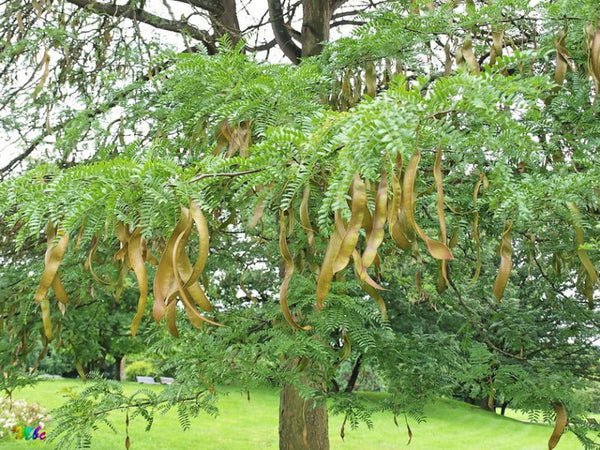 Févier d'Amérique, Gleditsia tricanthos, (Honey-locust)