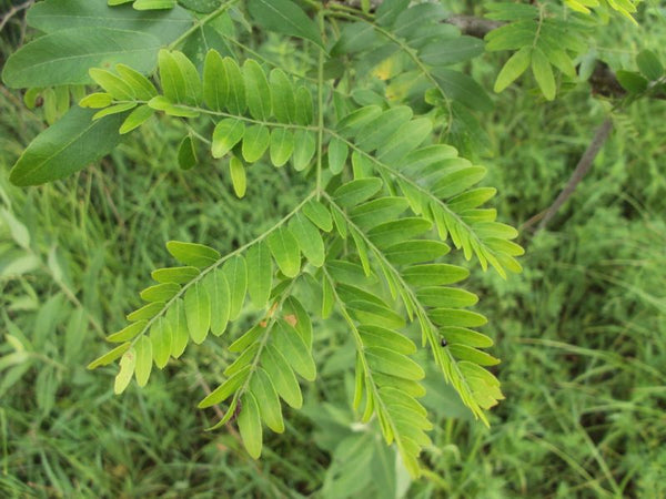 Févier d'Amérique, Gleditsia tricanthos, (Honey-locust)