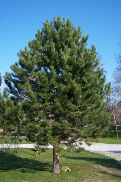 Pin noir d'Autriche, Pinus nigra austriaca (European black pine)