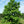 Caryer ovale, Carya ovata (Shagbark Hickory) 3b-4a