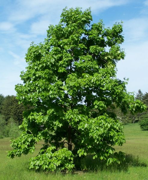 Caryer ovale, Carya ovata (Shagbark Hickory) 3b-4a