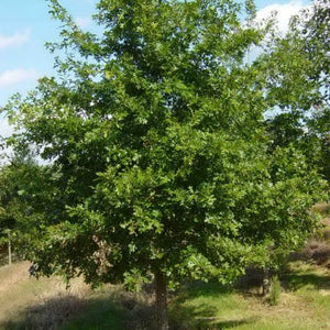 Chêne Ellipsoïdal, Quercus Ellipsoïdalis (Northern Pin Oak)