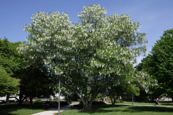 Virgilier à Bois jaune, Cladrastis lutea, (American Yellowwood)