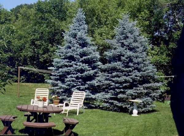 Épinette bleue du Colorado, Picea pungens Glauca (Colorado blue spruce)