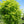 Robinier faux-Acacia, Robinia Pseudoacacia, (Black Locust)