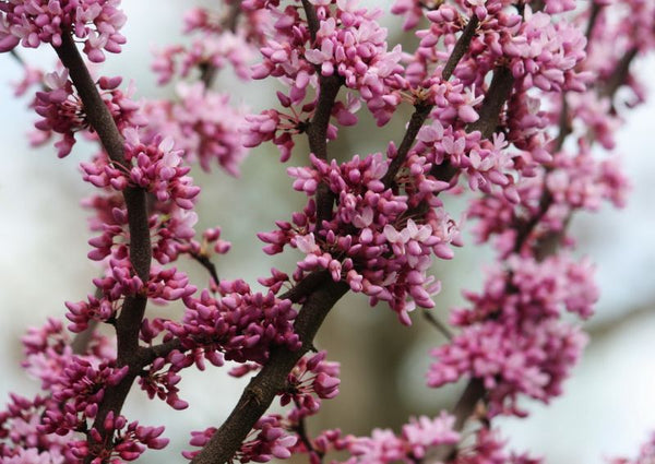 Gainier du Canada, Cercis Canadensis, (Redbud)