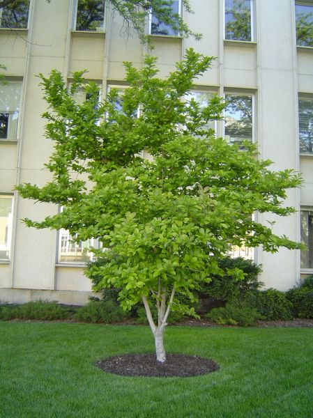 Magnolia de Kobé, Magnolia Kobus