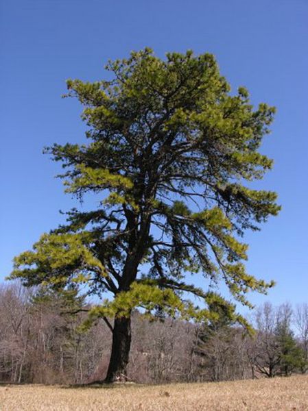 Pitch Pine (Pinus rigida) 7 Pitch Pine, Pinus rigida