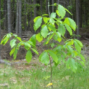 Chêne Châtaignier, Quercus Prinus (Chestnut Oak)