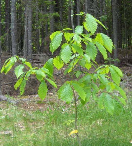 Chêne Châtaignier, Quercus Prinus (Chestnut Oak)