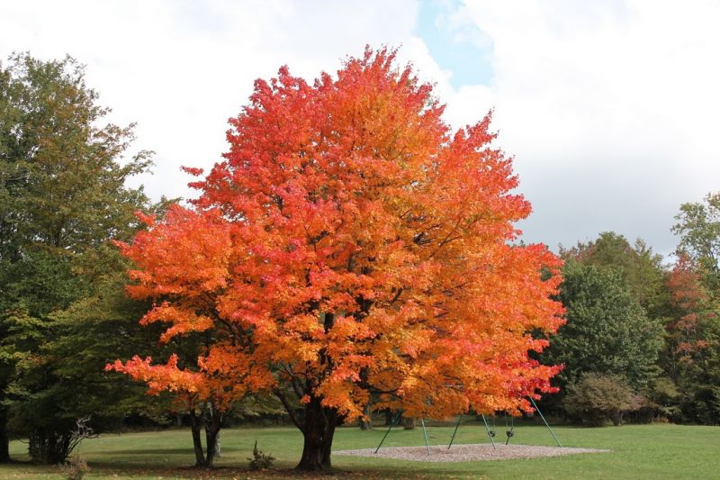 Érable à sucre, Acer saccharum, (Sugar Maple)