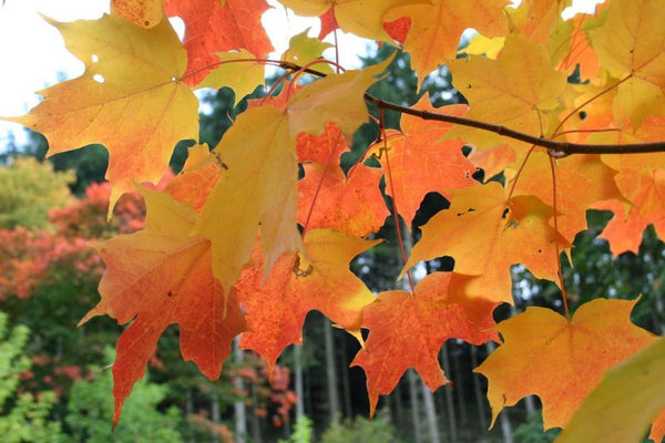 Érable à sucre, Acer saccharum, (Sugar Maple)