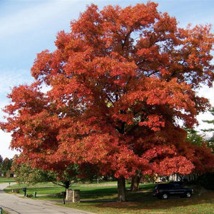 Chêne écarlate, Quercus coccinea, (Scarlet oak)