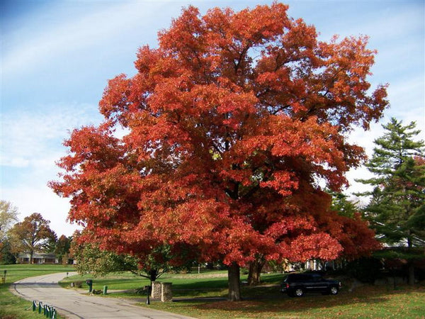 Chêne écarlate, Quercus coccinea, (Scarlet oak)