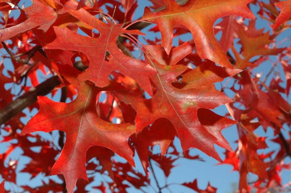 Chêne écarlate, Quercus coccinea, (Scarlet oak)