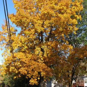 Caryer glabre, Carya glabra, (Pignut Hickory)