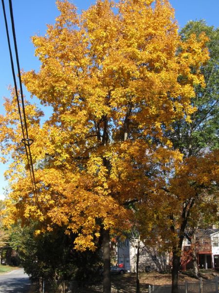 Caryer glabre, Carya glabra, (Pignut Hickory)