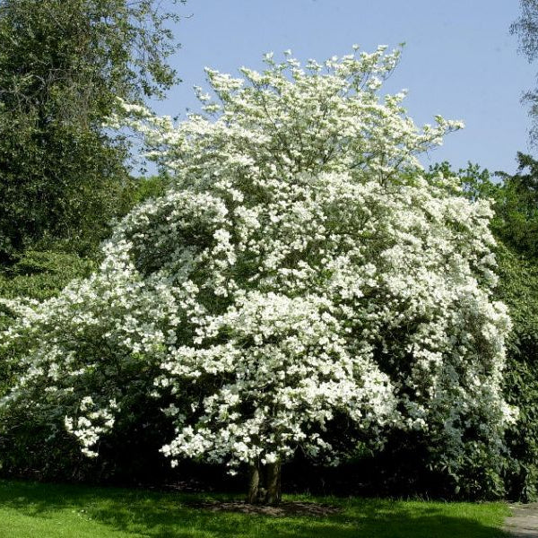 Rare trees (collection trees) – Nutcracker Nursery & Tree Farm