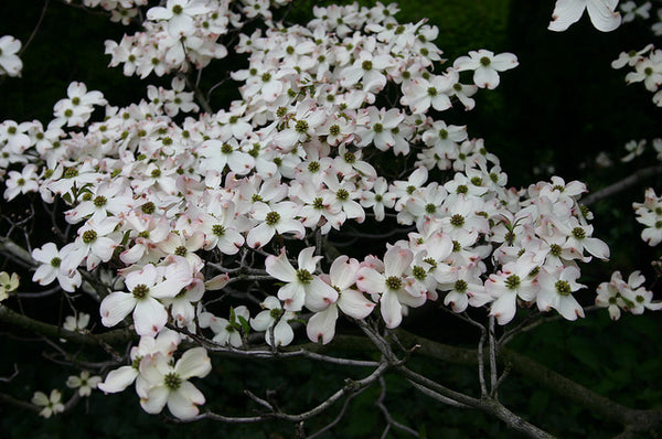 Cornouiller fleuri, Cornus florida (Flowering Dogwood)