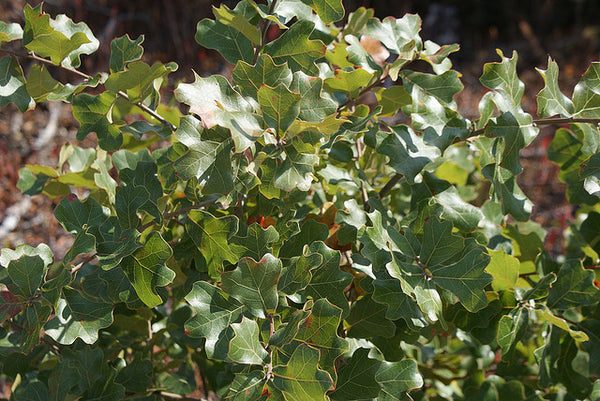 Chêne des Ours, Quercus Illicifolia (Bear Oak)