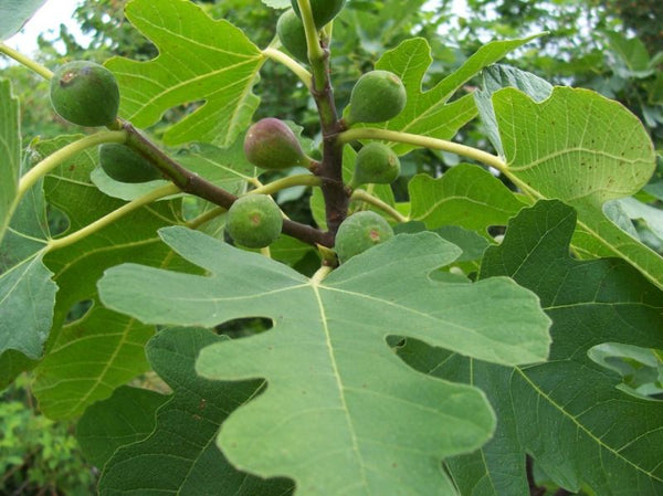 White Barol Fig Tree