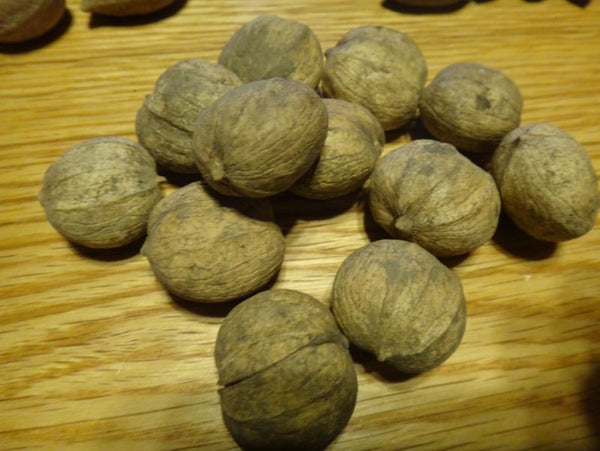 Shagbark hickory seeds for your seedlings