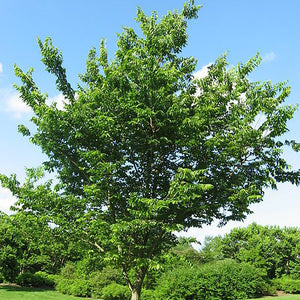 Micocoulier, celtis occidentalis (Hackberry)