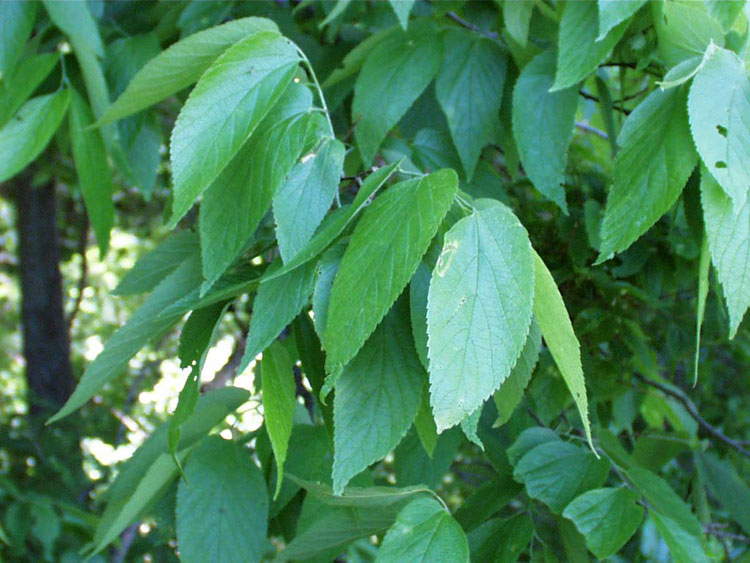 Hackberry, celtis occidentalis – Nutcracker Nursery & Tree Farm