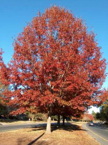 Chêne de Shumard, Quercus shumardii, (Shumard Oak)