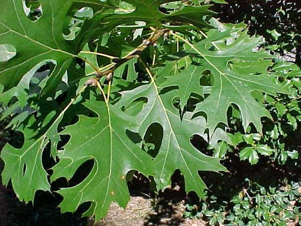 Shumard Oak, Quercus shumardii