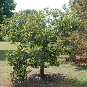 Chêne chinquapin nain, Quercus prinoides, (Dwarf Chinkapin Oak)