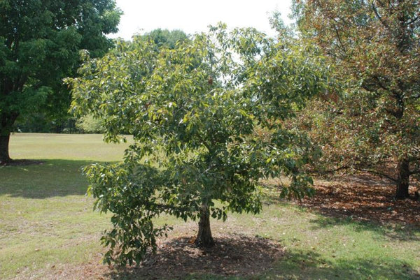 Chêne chinquapin nain, Quercus prinoides, (Dwarf Chinkapin Oak)