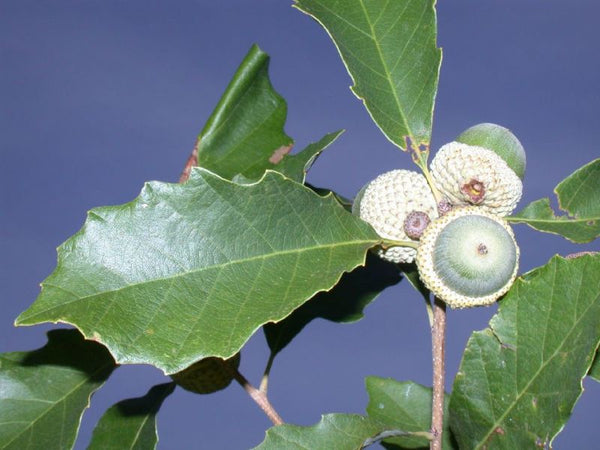 Chêne chinquapin nain, Quercus prinoides, (Dwarf Chinkapin Oak)