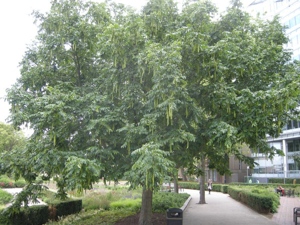 Pterocarya stenoptera, (Chinese wingnut)