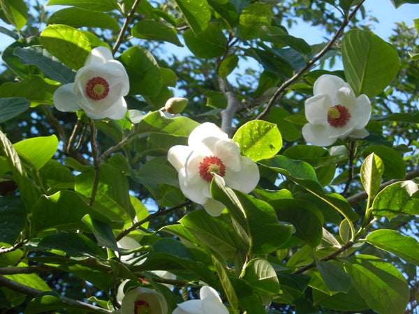 Magnolia Sieboldii, (Oyama Magnolia)