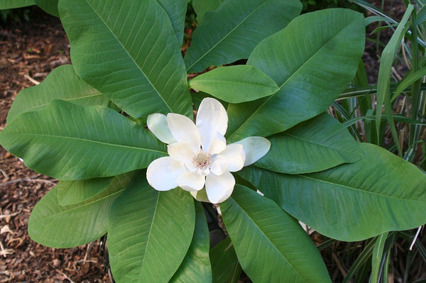 Umbrella Magnolia, Magnolia tripetala