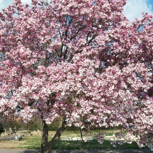 Magnolia de Soulange, Magnolia soulangeana, (Saucer magnolia)