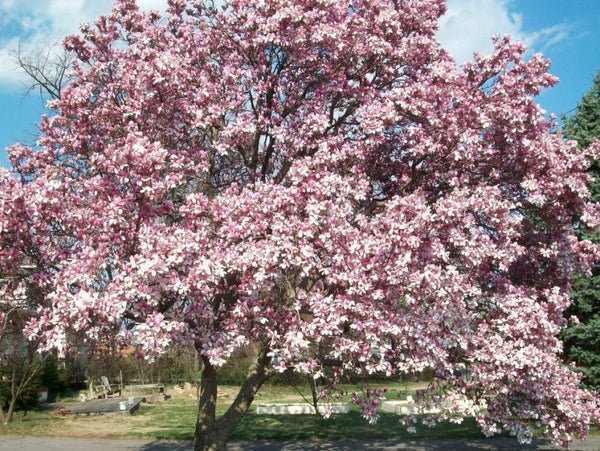 Magnolia de Soulange, Magnolia soulangeana, (Saucer magnolia)