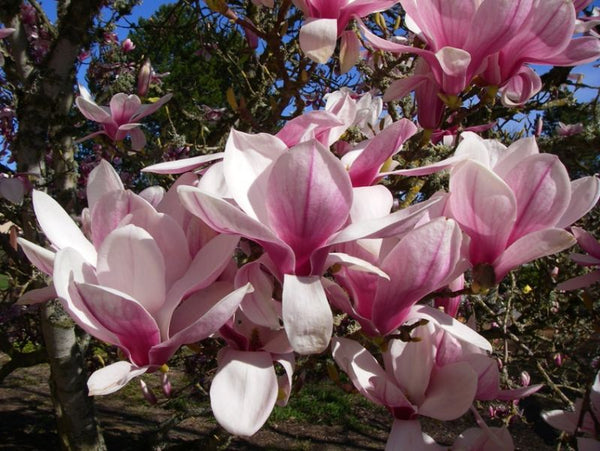 Magnolia de Soulange, Magnolia soulangeana, (Saucer magnolia)