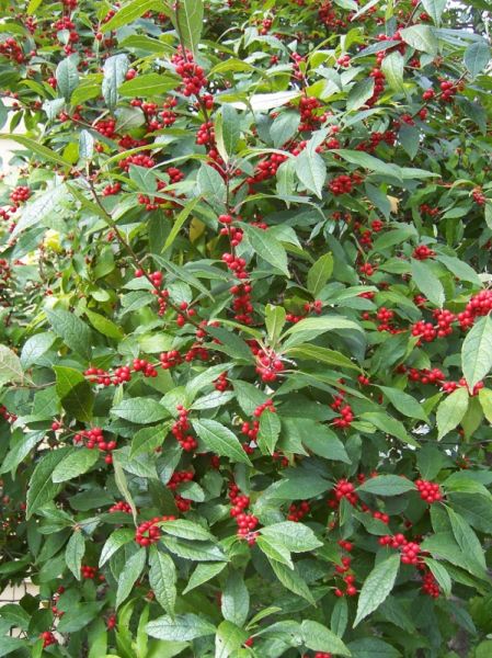 Houx verticillé, Ilex verticillata